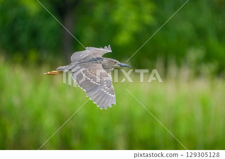 Hoshigoi（年輕的夜鷺）在美元上優雅地飛行 129305128