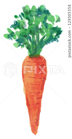 Carrot painted in watercolor 129305358