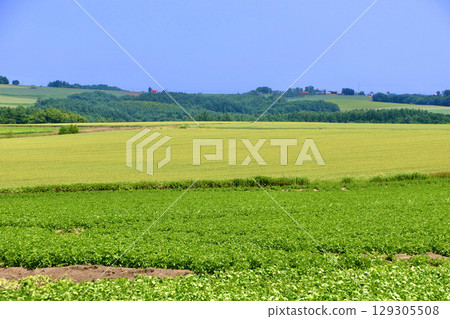 奧維爾山及其周邊景色與田野(北海道大空町) 奧維爾山及其周邊景色與田野(北海道大空町) 129305508