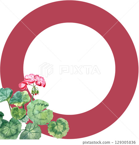 Geranium plant with bright pink flowers and green rounded leaves decorates a red circular frame on a white background. Watercolor hand painted art perfect for cards, labels, stickers, wedding designs 129305836