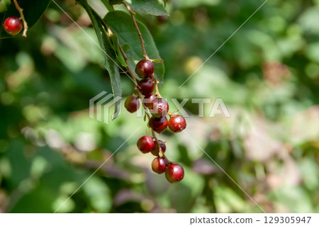 夏霧的幼果（杜鵑花科，越橘屬） 129305947