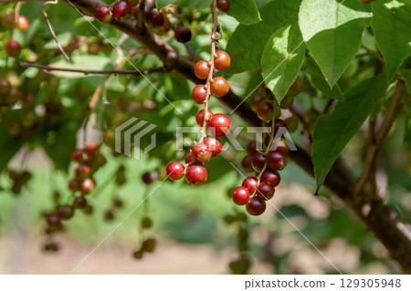 夏霧的幼果（杜鵑花科，越橘屬） 129305948