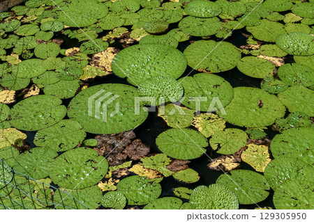Floating leaves created by the annual aquatic plant Euryale [Nymphaeaceae] 129305950