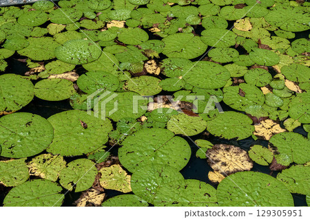 Floating leaves created by the annual aquatic plant Euryale [Nymphaeaceae] 129305951
