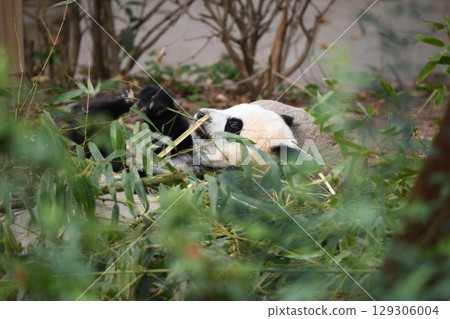 Baby panda nibbling on a leaf Baby panda nibbling on a leaf 129306004