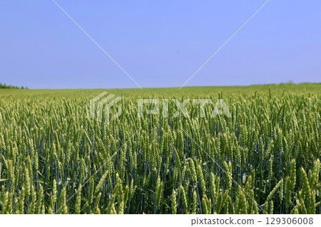 初夏的麥田和奧維爾丘陵（北海道大空町） 129306008