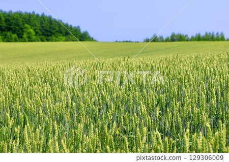 Early summer wheat fields and Auver Hill (Ozora Town, Hokkaido) Early summer wheat fields and Auver Hill (Ozora Town, Hokkaido) 129306009