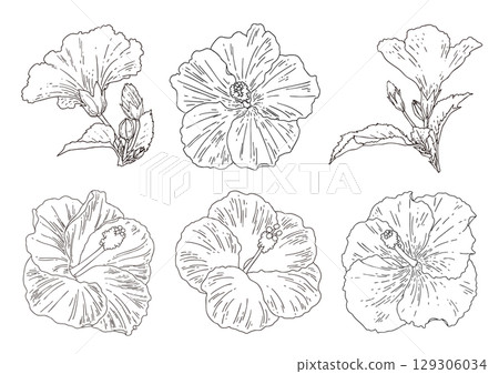 Summer flower hibiscus set 129306034