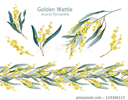 Golden wattle flowers, blooming branch, seamless border decor element watercolor illustration set. Acacia pycnantha Golden wattle Australia native plant decoration elements on white background Golden wattle flowers, blooming branch, seamless border decor element watercolor illustration set. Acacia pycnantha Golden wattle Australia native plant decoration elements on white background 129306115