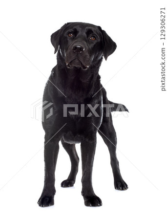 female black labrador retriever 129306271