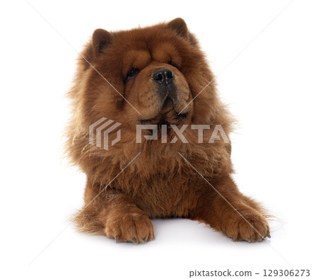 chow chow dog chow chow dog 129306273