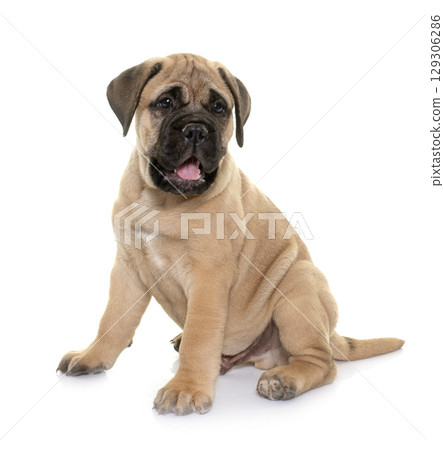 puppy bull mastiff puppy bull mastiff 129306286