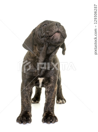 puppy bull mastiff puppy bull mastiff 129306287