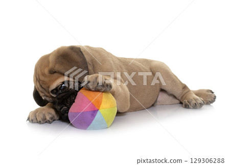 puppy bull mastiff playing 129306288