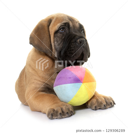 puppy bull mastiff playing puppy bull mastiff playing 129306289