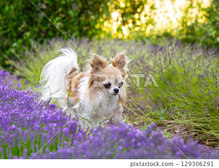 chihuahua in nature chihuahua in nature 129306291