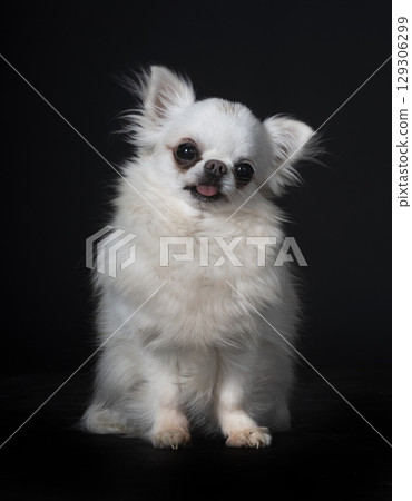 chihuahua in studio chihuahua in studio 129306299