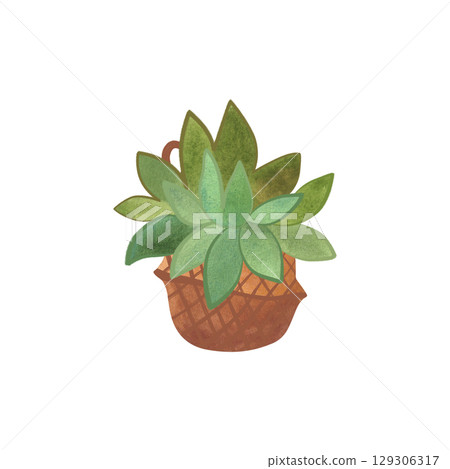 Succulent in a basket. Rustic interior decoration. Isolated watercolor illustration. Succulent in a basket. Rustic interior decoration. Isolated watercolor illustration. 129306317