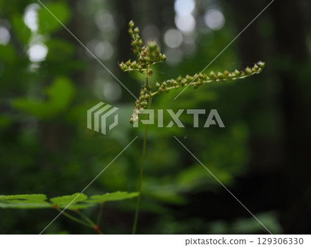 Plants quietly nestled on a carpet of moss 129306330
