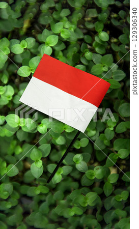 Closeup view of the Indonesian national flag with a green leaf background. Copy space. Celebrate Indonesia Independence Day. Concept of Kemerdekaan Indonesia 129306340