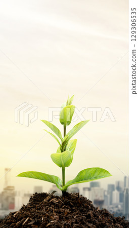 Plant on the ground with a cityscape background. Concept of World Engineer Day Plant on the ground with a cityscape background. Concept of World Engineer Day 129306535