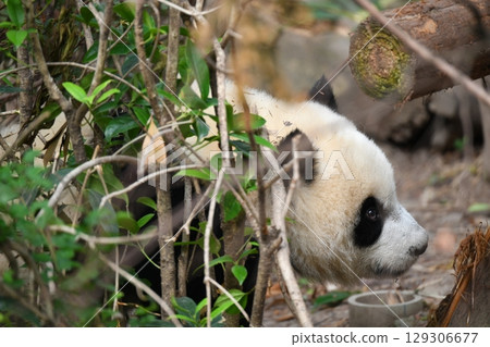 Baby panda 129306677