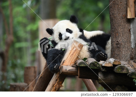 Baby panda nibbling on a leaf during a nap Baby panda nibbling on a leaf during a nap 129306697