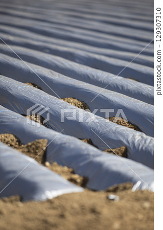 種植前的田地 129307310