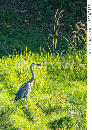 Scenery with gray herons Scenery with gray herons 129307359