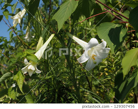 雜草和白百合（夏日陽光下的白百合特寫） 129307456