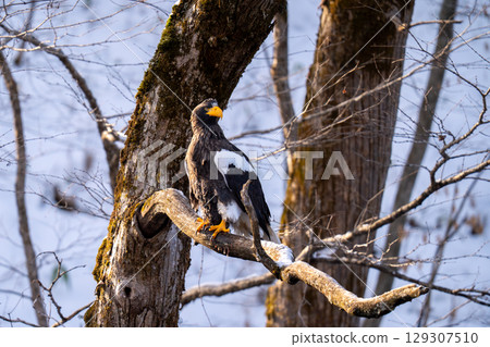 A Steller's sea eagle perched on a tree branch, observing its surroundings 129307510