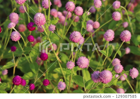 夏日花園裡盛開的淺粉色和深粉色紫薇花 129307585