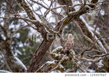 A white-tailed eagle perched on a tree branch, observing its surroundings A white-tailed eagle perched on a tree branch, observing its surroundings 129307687