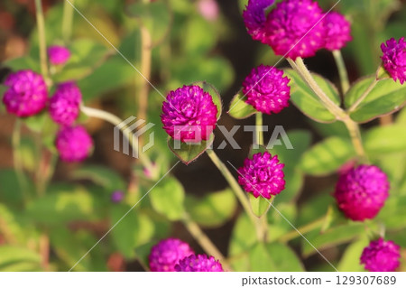 Deep pink crape myrtle flowers blooming in a summer garden Deep pink crape myrtle flowers blooming in a summer garden 129307689