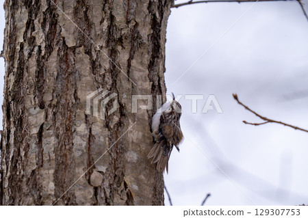 黃腹啄木鳥爬樹尋找食物 黃腹啄木鳥爬樹尋找食物 129307753