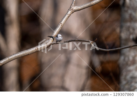 A long-tailed tit moving around in search of food 129307860