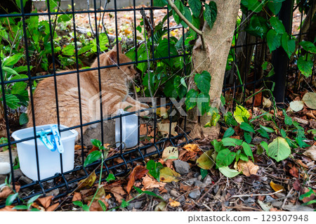 Local protection of stray cats 129307948