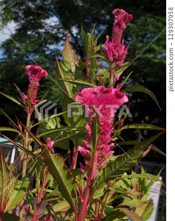 紅色的雞冠花沐浴在夏日的陽光下 129307958