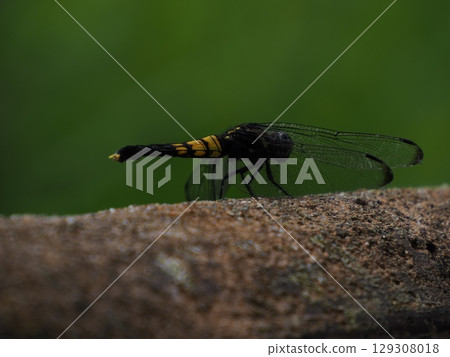 A female large tailed skimmer living along a river 129308018