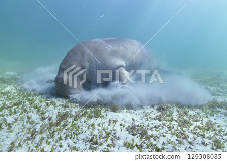 Dugong 129308085