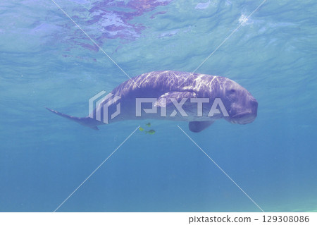 Dugong 129308086