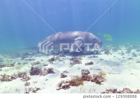 Dugong 129308088