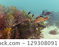 Sea Dragon 129308091