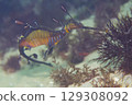 Sea Dragon 129308092