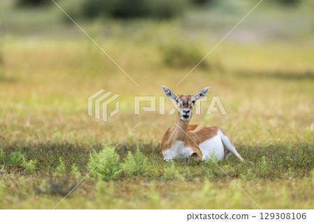 wild female blackbuck or antilope cervicapra or indian antelope at Blackbuck National Park Velavadar bhavnagar gujrat india asia blackbuck closeup or portrait sitting in natural green grassland wild female blackbuck or antilope cervicapra or indian antelope at Blackbuck National Park Velavadar bhavnagar gujrat india asia blackbuck closeup or portrait sitting in natural green grassland 129308106