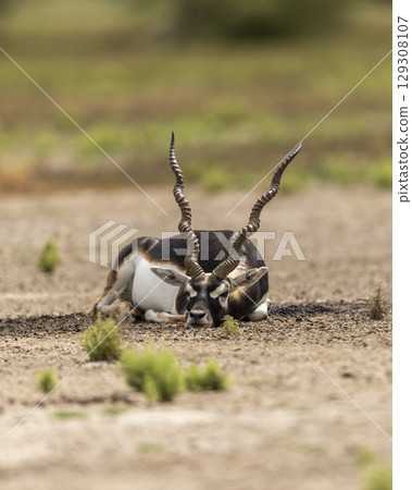 wild male blackbuck or antilope cervicapra or indian antelope at Blackbuck National Park Velavadar bhavnagar gujrat india asia blackbuck closeup or portrait lying on ground in natural green background 129308107