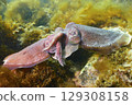 Cuttlefish mating 129308158