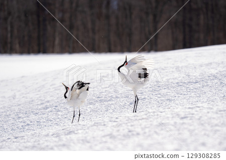 Red-crowned crane spreading its wings and dancing 129308285