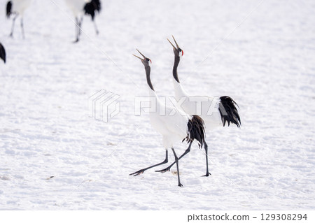 Red-crowned cranes chirping at the feeding station Red-crowned cranes chirping at the feeding station 129308294
