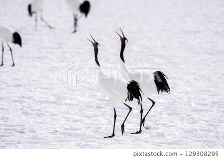 Red-crowned cranes chirping at the feeding station 129308295